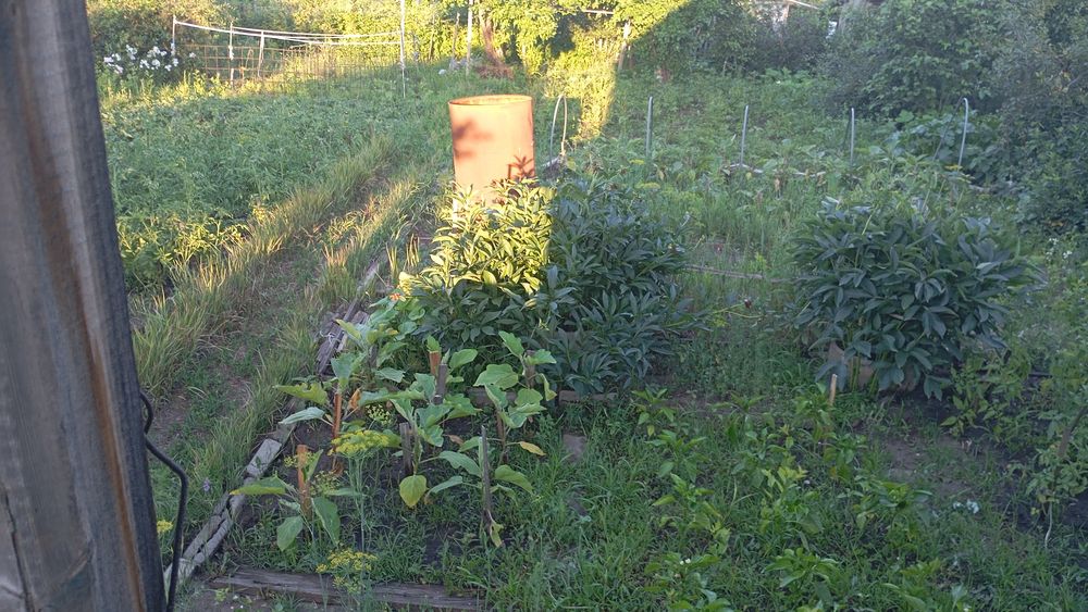 Продам дачу вобществе " садовод строитель"