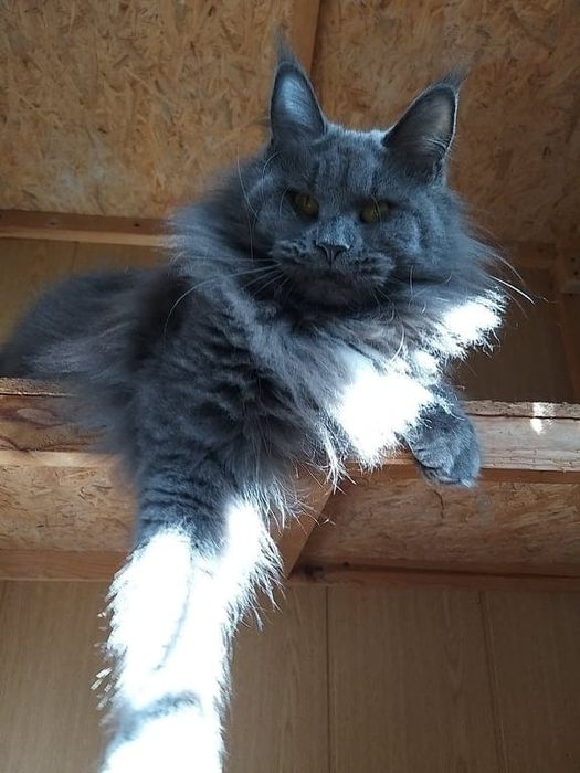 Кошка породы Мейн кун