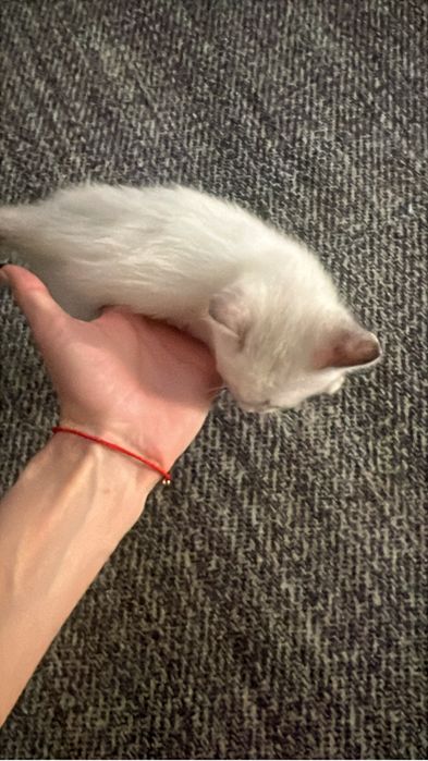 Котенок девочка