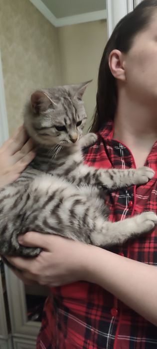 Отдам кота не кастр. За 100 тг