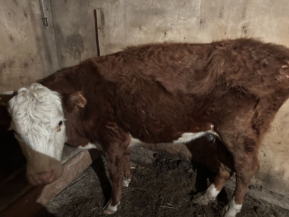 2 жаска толатын кашар сатам кысыр