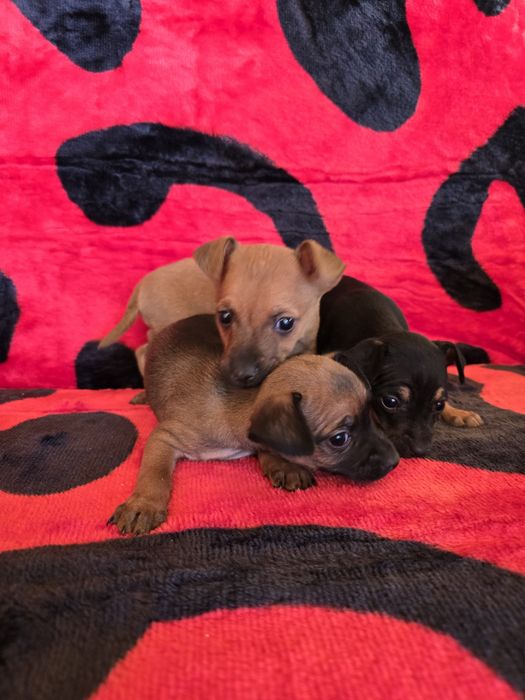 Мини чихо пинчери