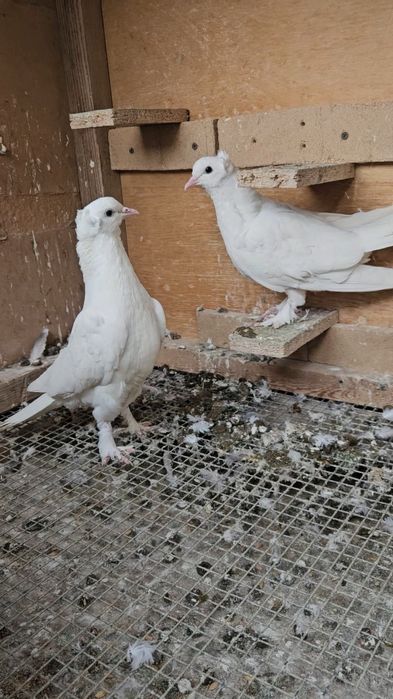 Голуби такла белые (бьяз)