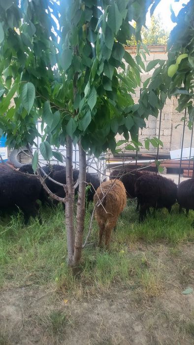 Козы, Егнята. Продам козы с Сузака