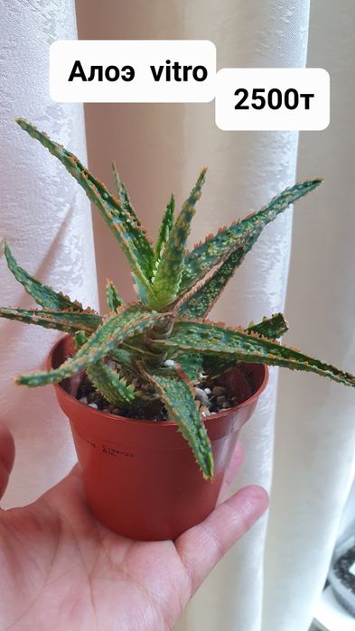 Комнатные растения