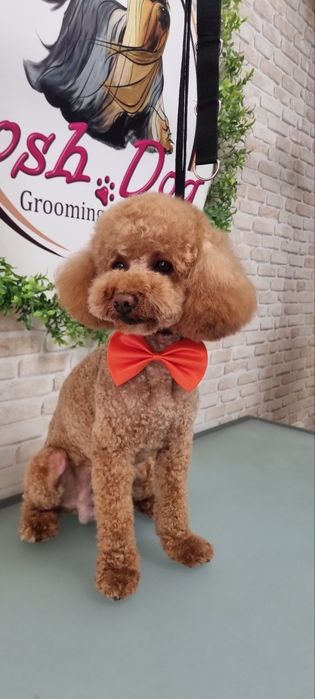 Продавам .Той-Мини пудел