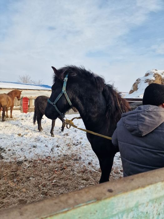 Продам 4 летнего жеребца
