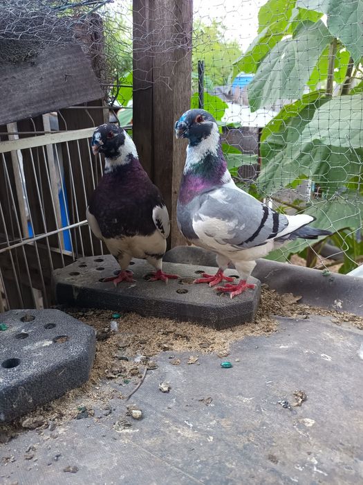 Vând păsări și iepuri