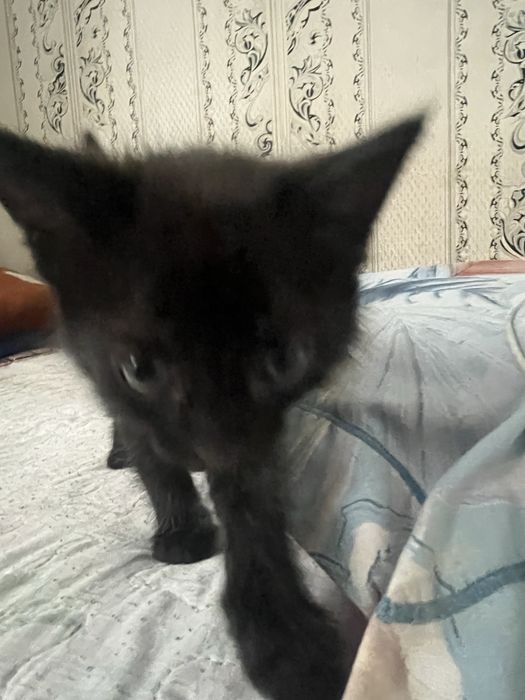 Котята  2  месец