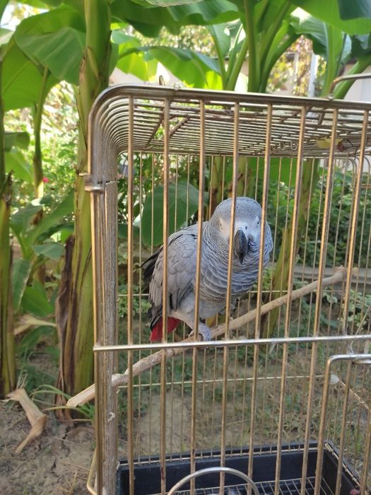 Jako To'tiqush jinsini bilmayman