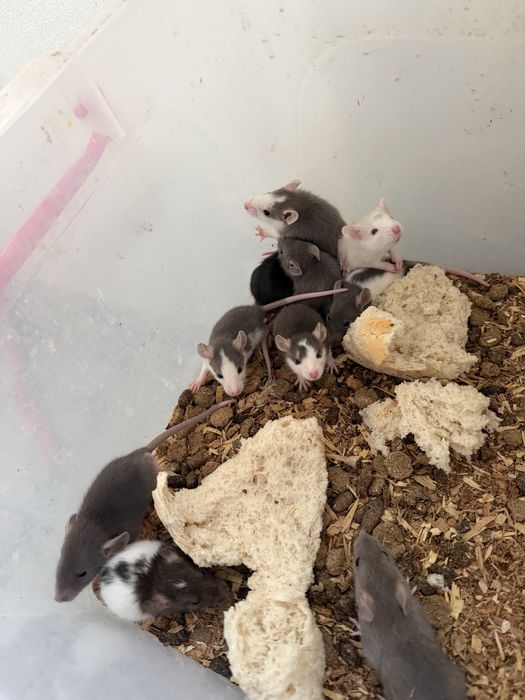 Șobolani dumbo rex si normali de companie