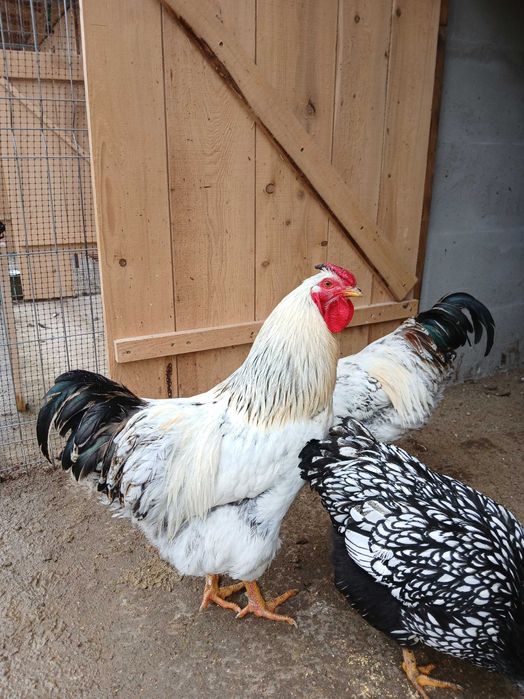 Vând cocoși Wyandott de sase luni.