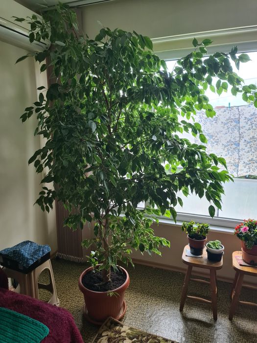 Фикус Бемджамин - Ficus elastica