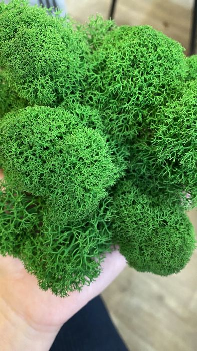 продам стабилизированный мох