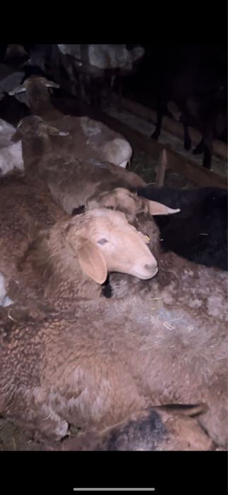 Продам токты, овец