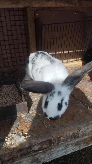 Продаются кролики.