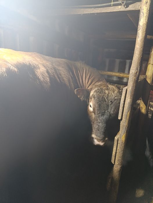 Продам быков срочно