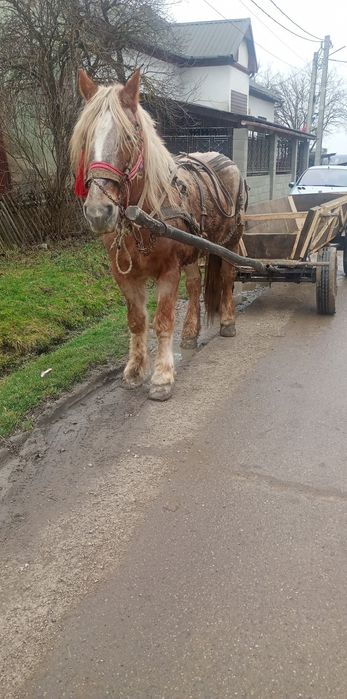 Vând cal 8 ani castrat