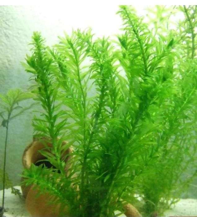 Продам  гуппи  100 т