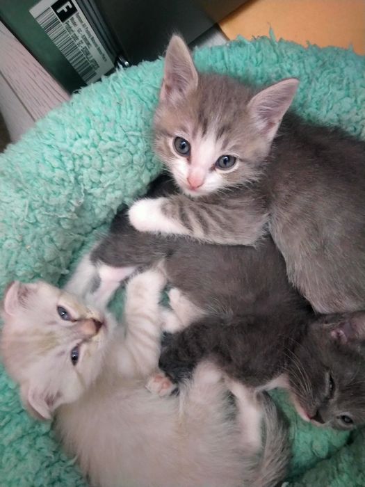 Котята вислоухой шотландки