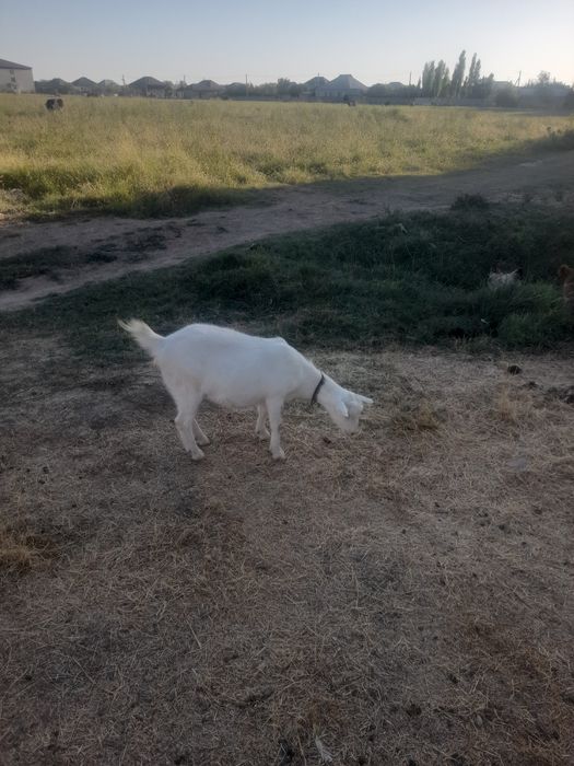 Екі Шыбыш бар сатылатын