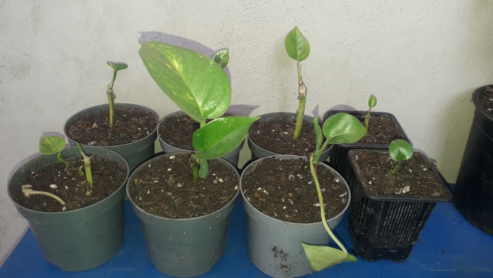 Epipremnum aureum/pothos