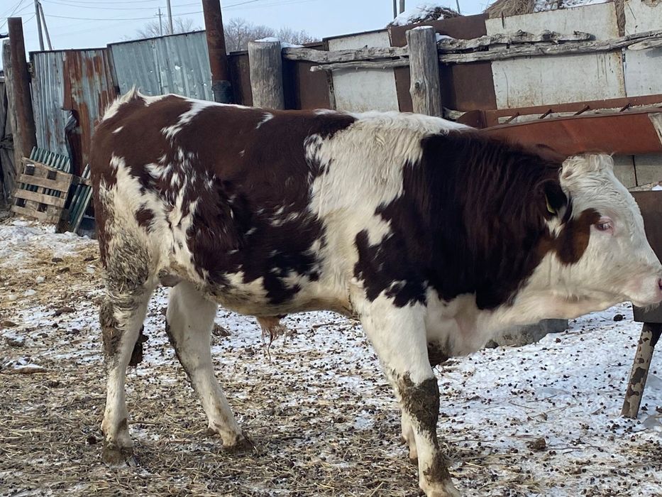 Бычки симменталы