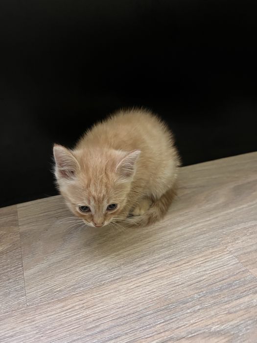 Умные котята домашние