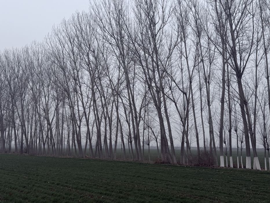 Тераклар сотилади оптом | Terak sotiladi