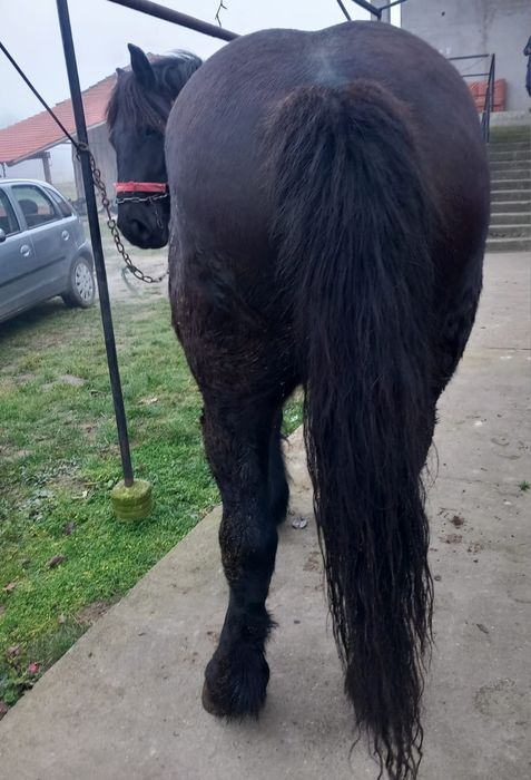 Vând mânză de 2 ani