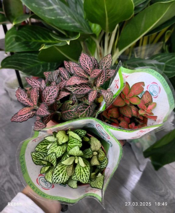 Фитонии разные комнатные