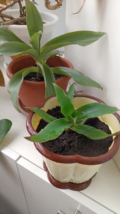 Каллизия душистая (Золотой Ус)