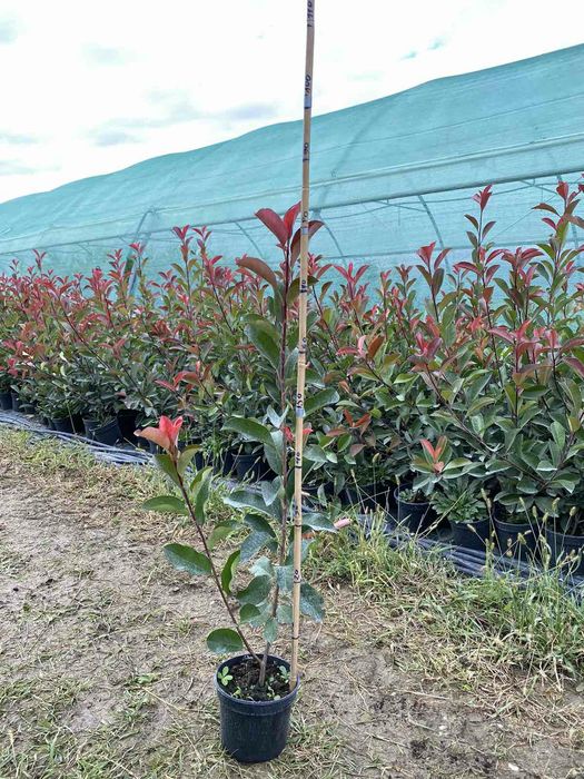 Laur Englezesc / Prunus / Leylandii / Photinia / Gard viu
