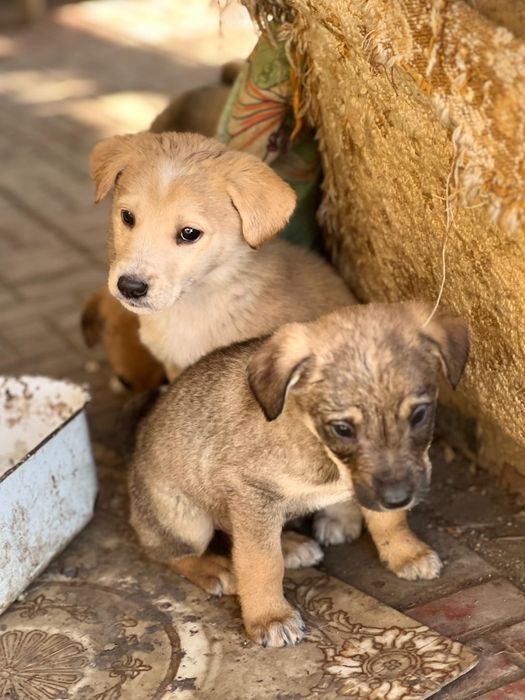 Отдам щенков  в хорошие  руки