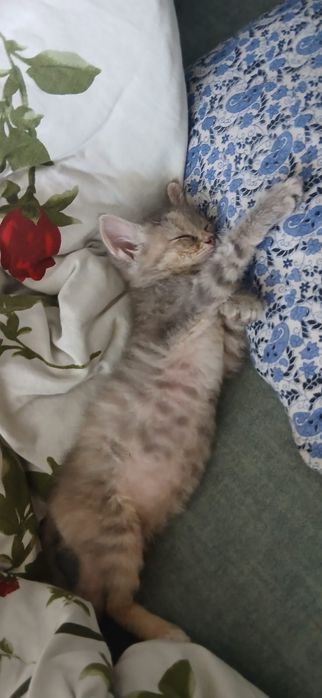 Котёнок шотландский