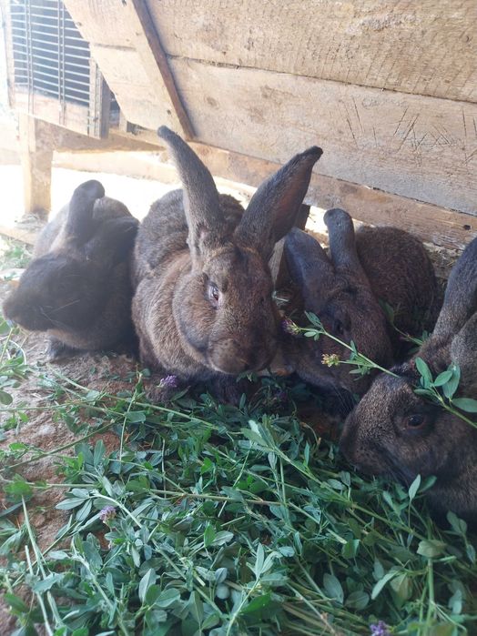 Cocoși și iepuri