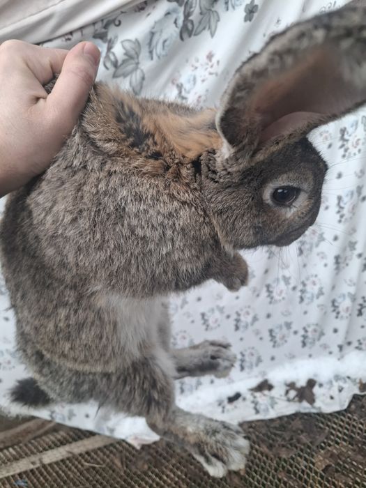 Sames erkak 7/8 oyli