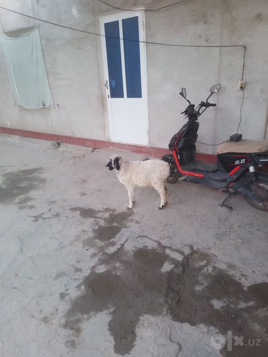 Nar Barra sotiladi