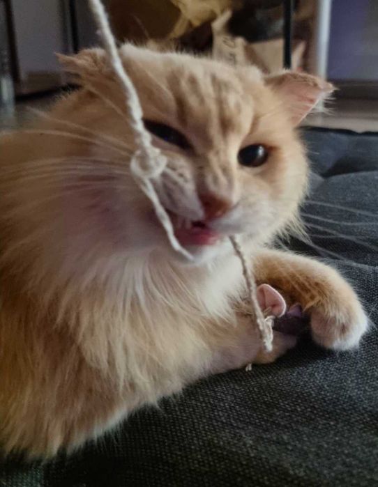 Adoptie pisica roscata Pufarina