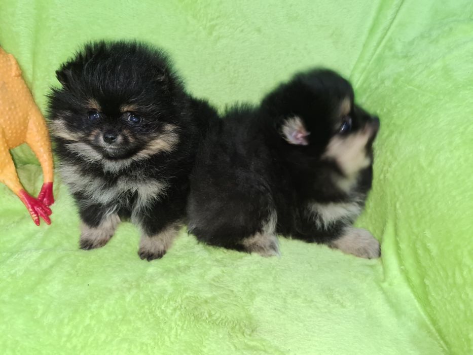 Продам щенков шпица.