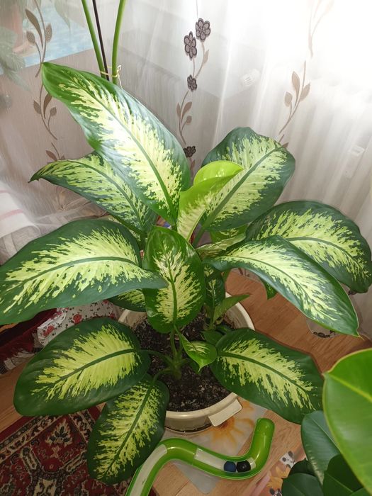 Plantă ornamentală