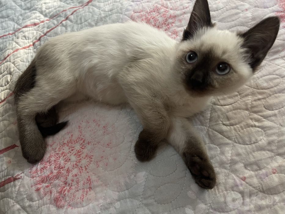 Продается котёнок