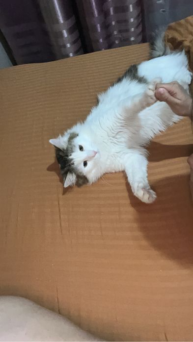 Котик приучен к лотку