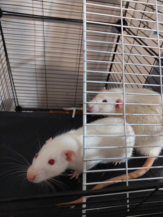 Крысы (домашние, ручные)