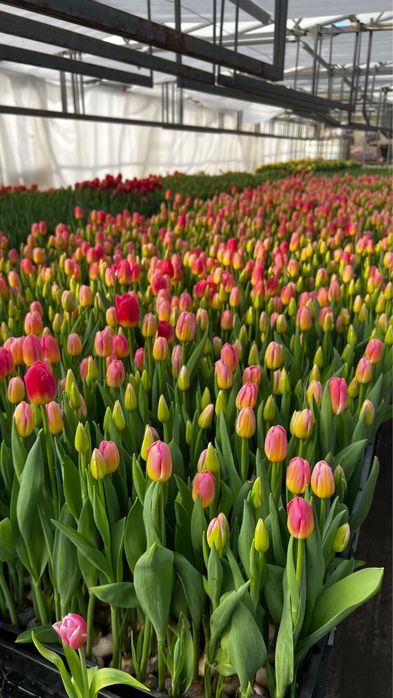 Тюльпаны премиум класса к 8 Марта!