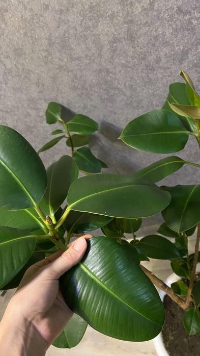 Продам Фикус Каучуковый