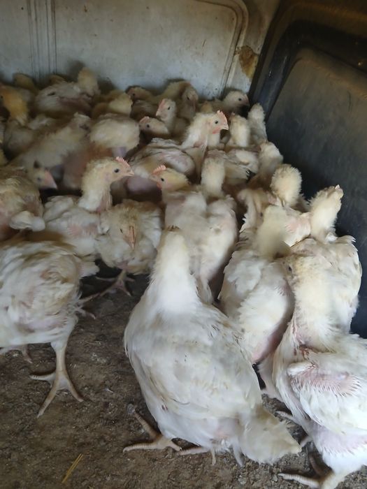 Pui de carne pui mixte de ouă pui de toamna