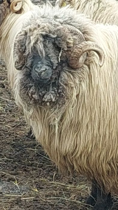 Berbec bucălău de vânzare