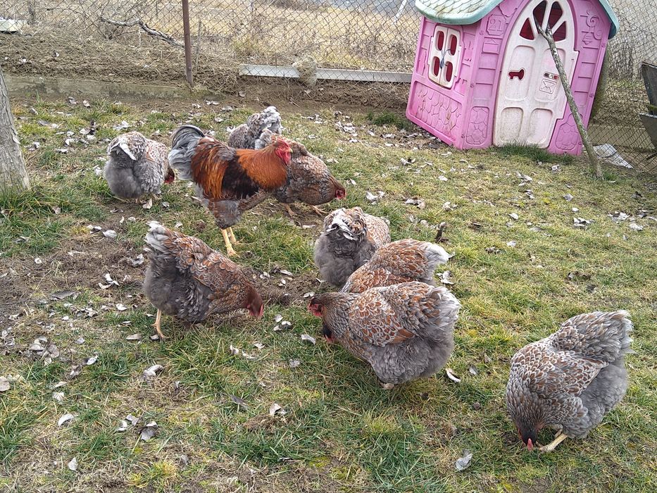 Oua incubator gaini wyandott rosu albastru