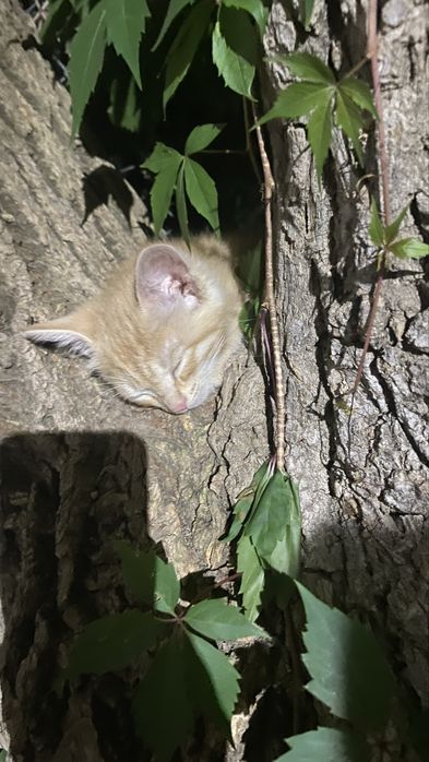 Котик мальчик рыжий